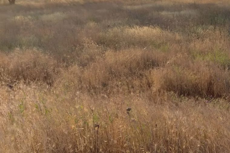 Isparta Büyükgökçeli'de 435 m² Satılık Tarla fotoğraf 2